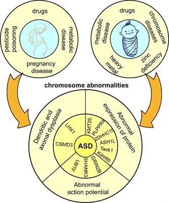 Neuroplasticity of children in autism spectrum disorder